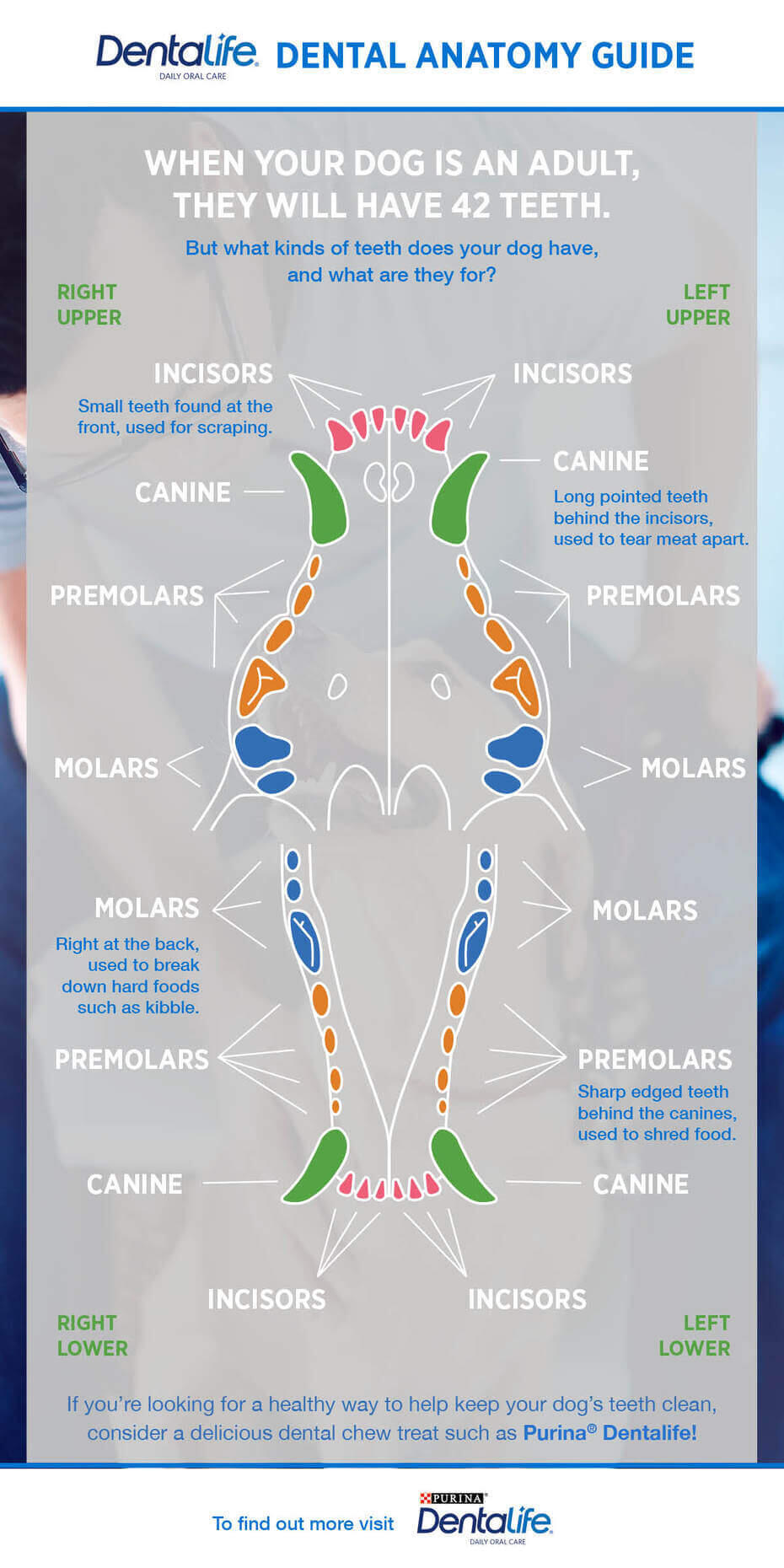 Dog Dental Chart Canine Dental Anatomy Purina